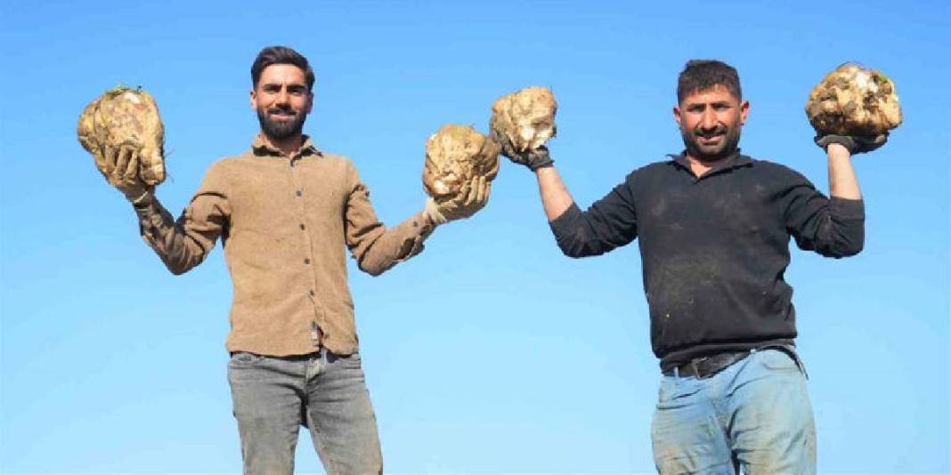 Yağmur, soğuk dinlemiyor el birliğiyle hasat ediyorlar! Verim her şeyi unutturuyor: Ay sonuna kadar devam ediyor 6